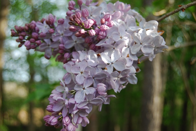 Common Lilac